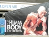 human-body